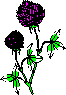 symb_thistle.gif