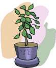 plant.jpg